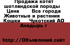 Продажа котят шотландской породы › Цена ­ - - Все города Животные и растения » Кошки   . Чукотский АО,Анадырь г.